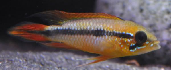 apisto.jpg