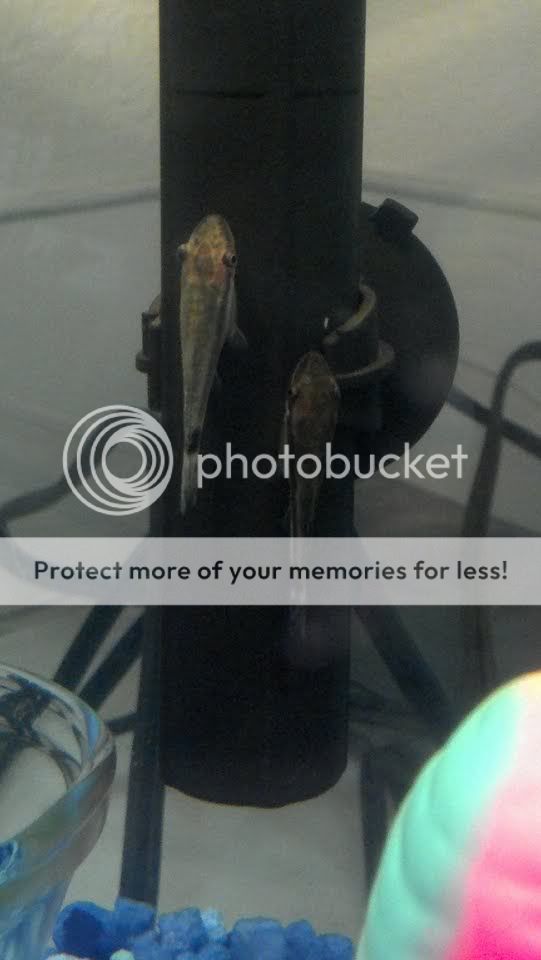 otos3.jpg
