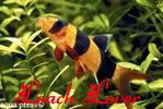 loachlover.jpg