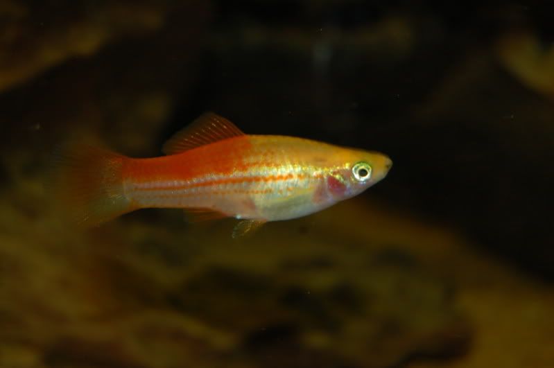 DSC_0037.jpg