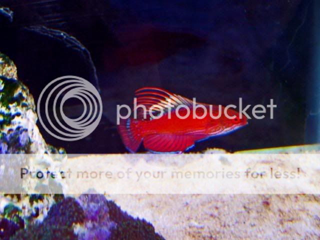2009_0428nanoreef0088a.jpg