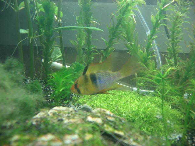 fish066.jpg