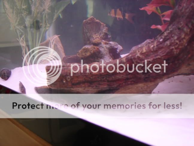 fishtankpics013.jpg