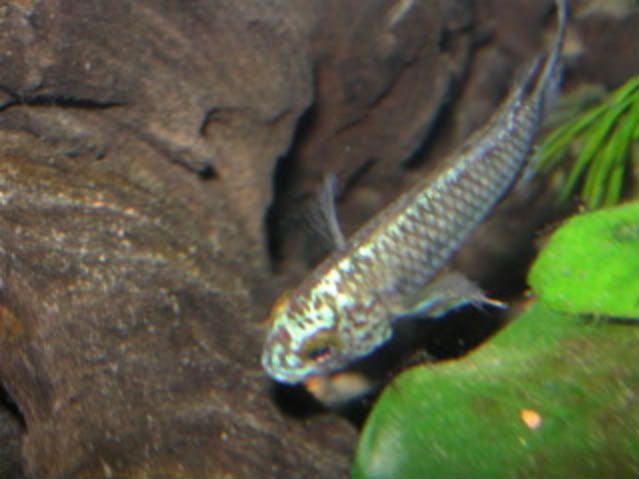 PICT0412.jpg