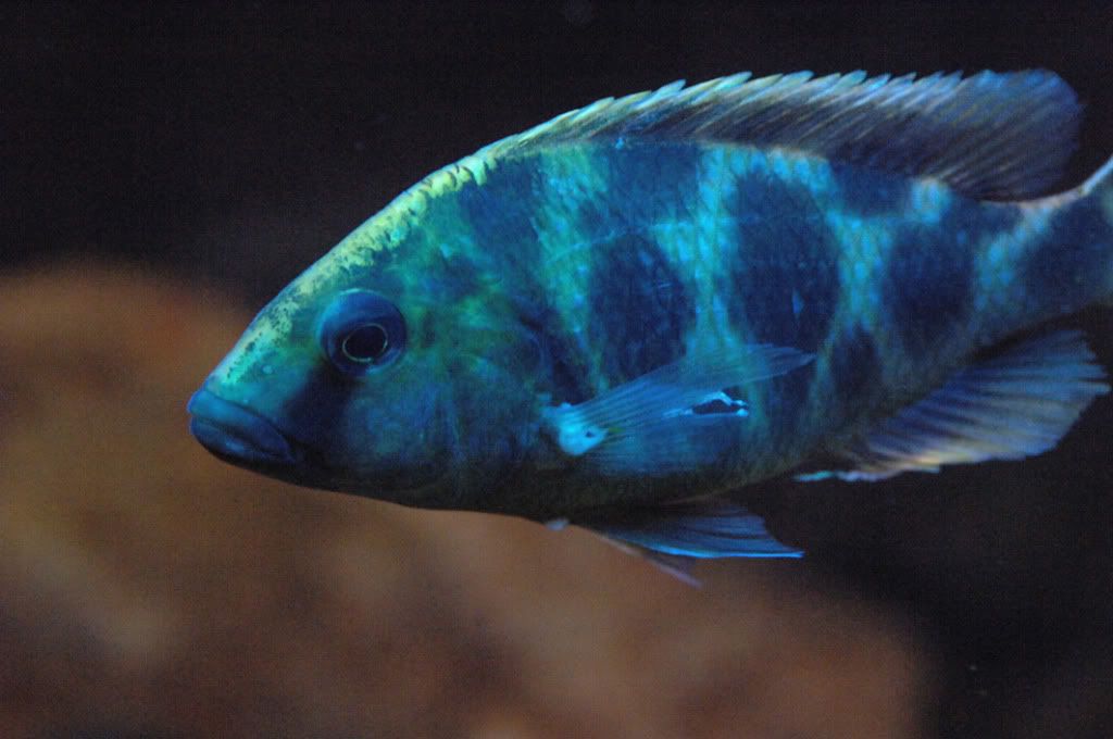 fishprobs4.jpg