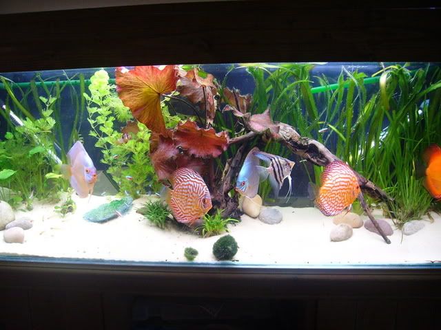 discus001-1.jpg