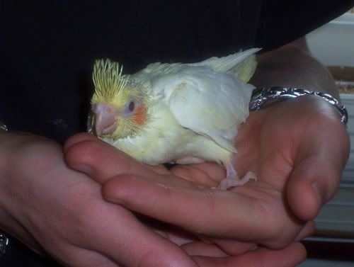 Charliebaby0.jpg