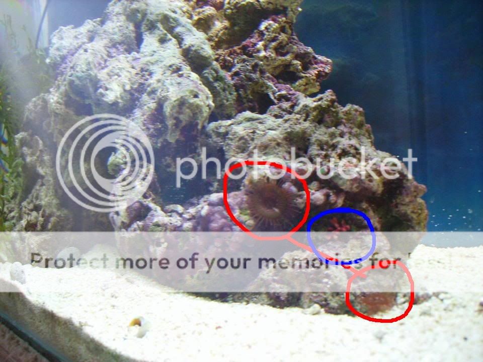fish018.jpg