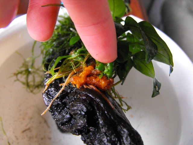 2010_0605anubias0004.jpg