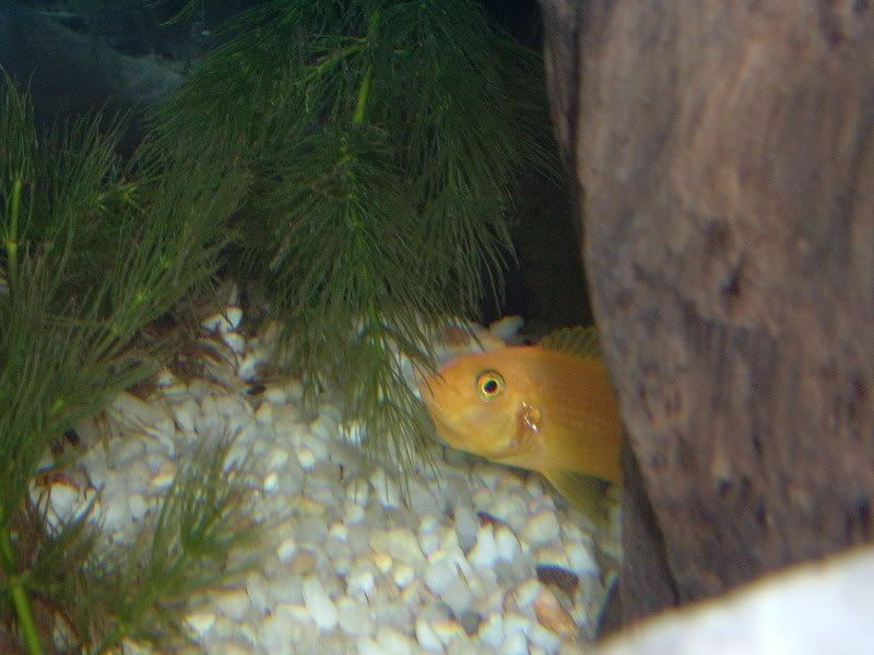 cichlidweggs009.jpg
