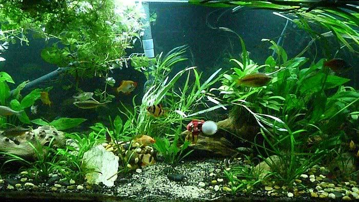 fish20109.jpg
