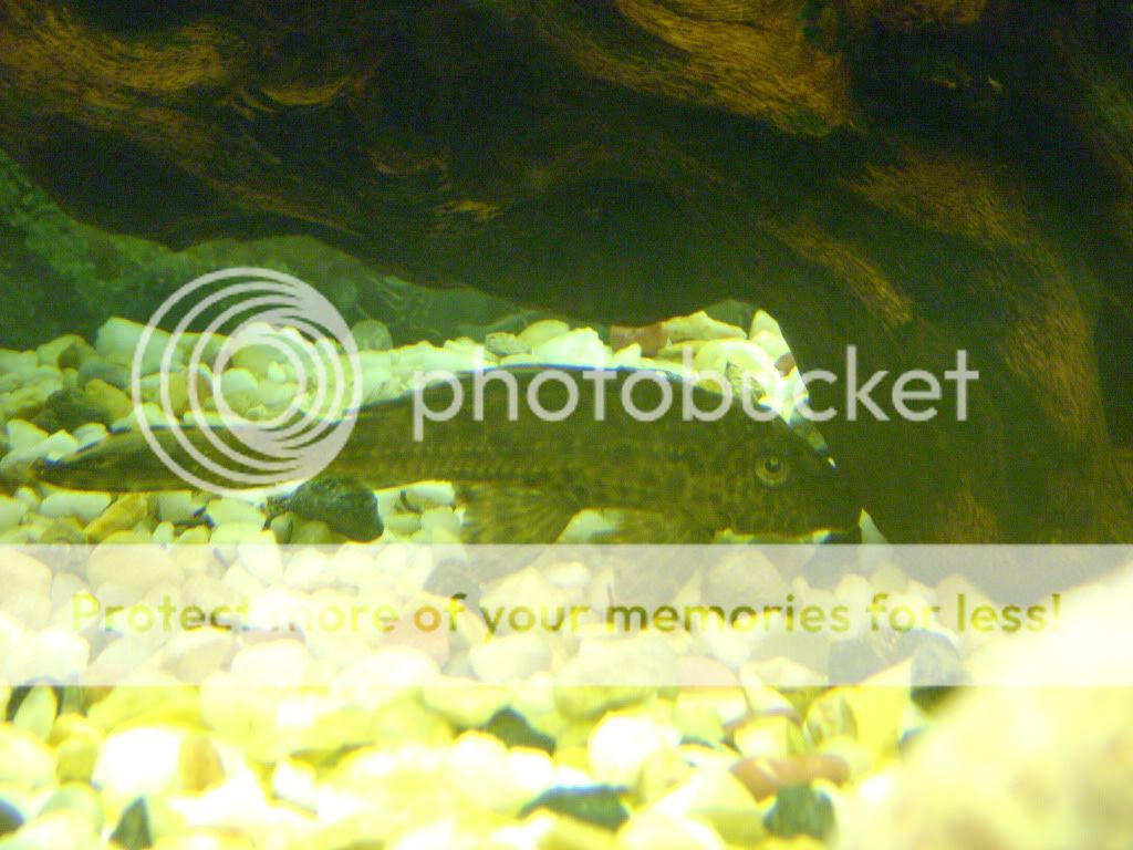 pleco3.jpg