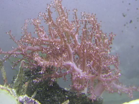 tree_coral1.jpg