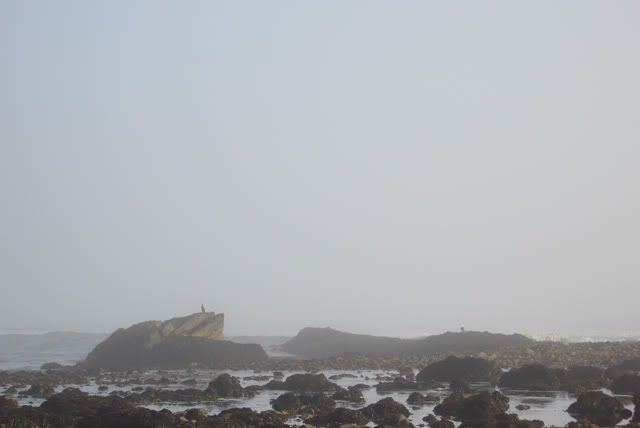 seabirdtide640.jpg