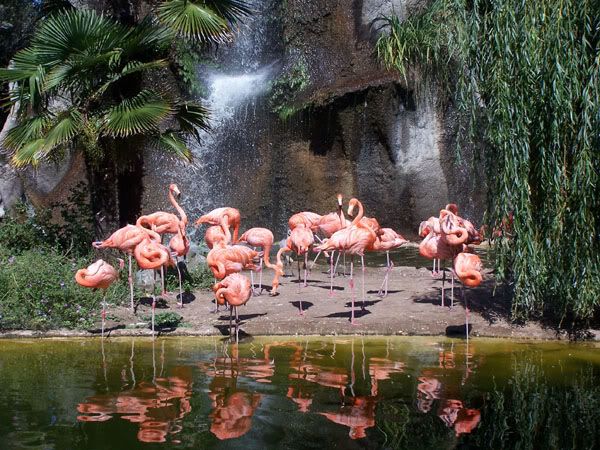 flamingo1.jpg
