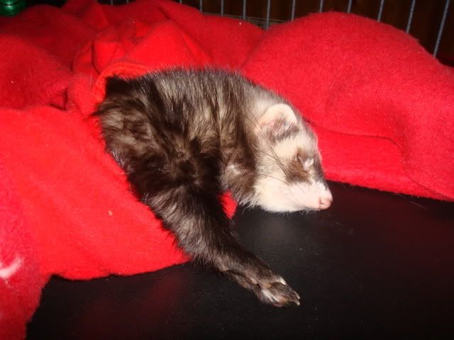 ferrets1014.jpg