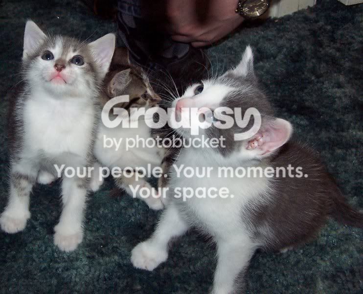 Kittens002.jpg