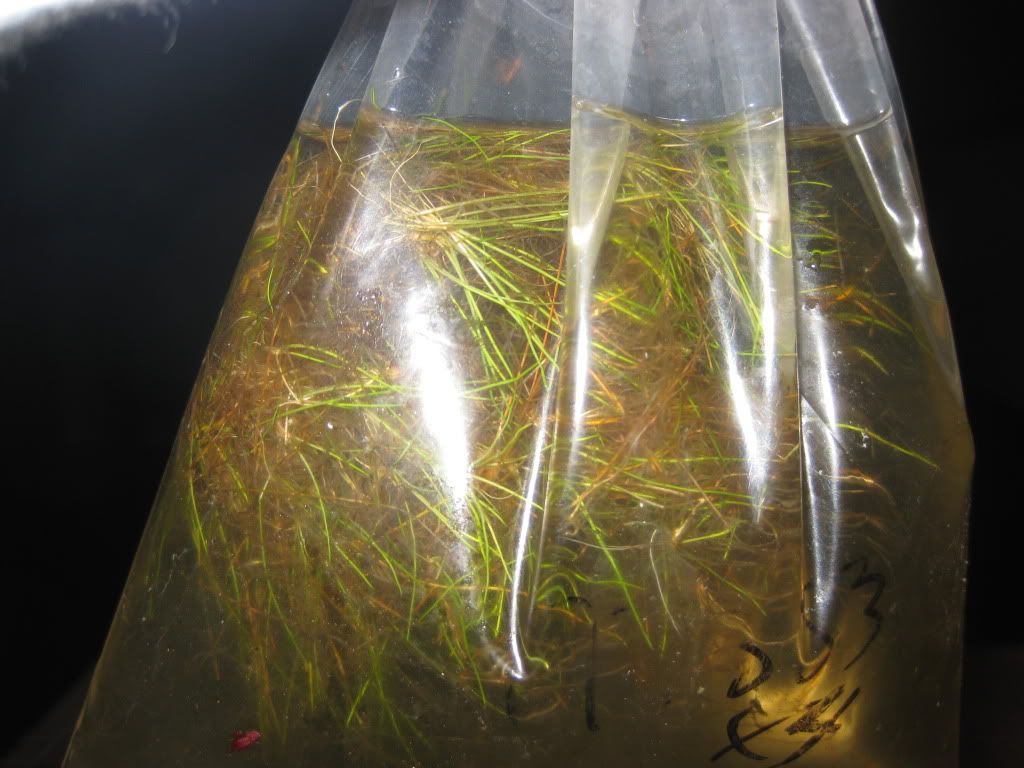UnknownPlant004.jpg