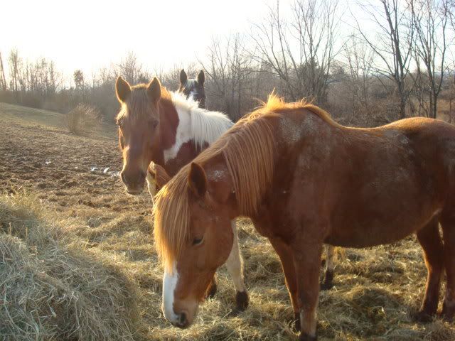 horsies002.jpg