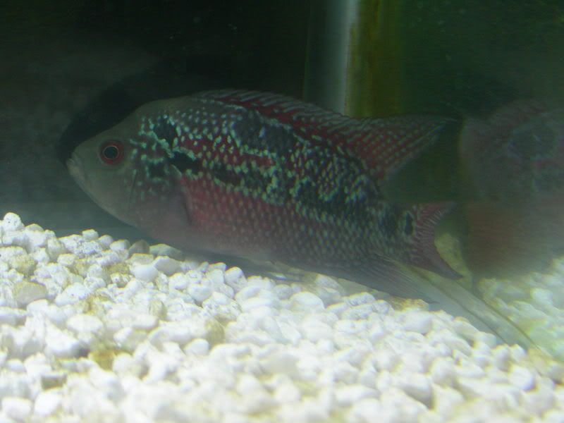 DSCN0607.jpg