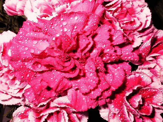 carnations5edit.jpg