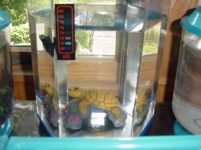 Fishyhomes012.jpg