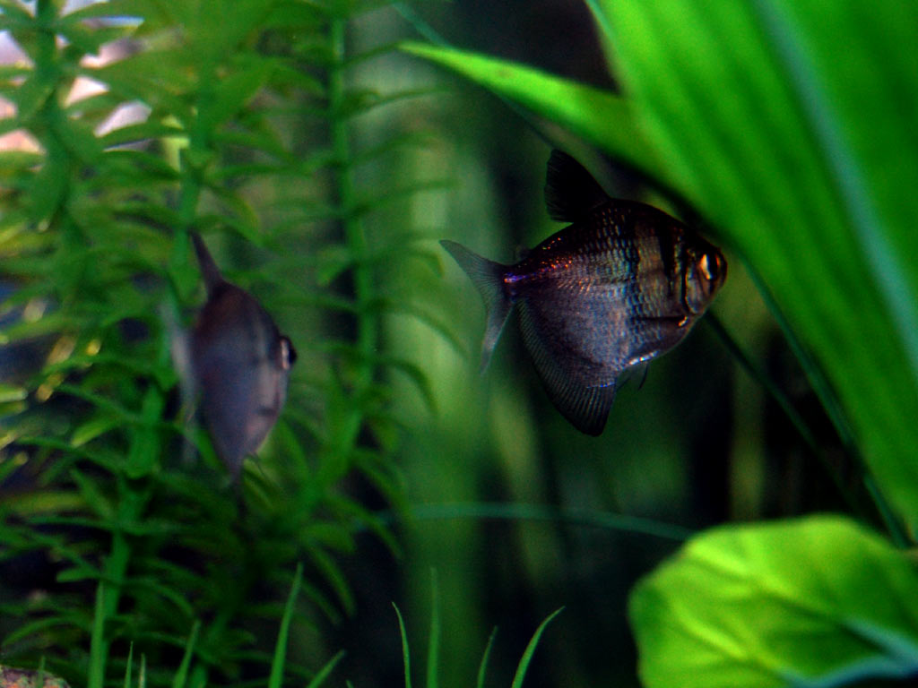 black_skirt_tetras1-1.jpg