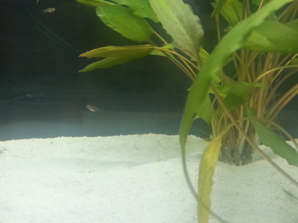 20130625_185321_zps2ae22367.jpg