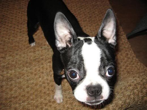 puppy177.jpg