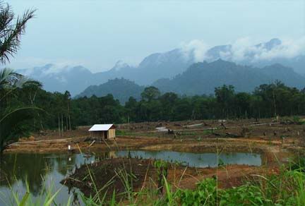 sawah-pt.jpg