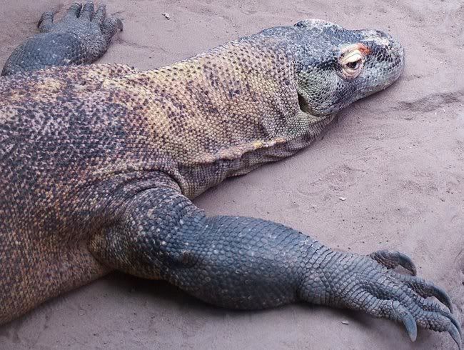 Komodo2.jpg