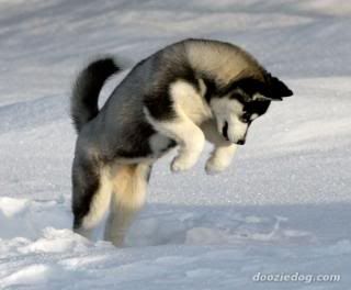 Siberian-Husky-Puppy-5.jpg