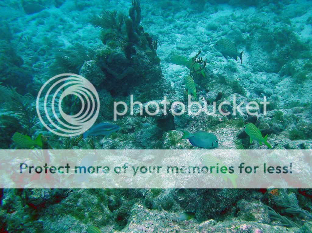 reefscenefrenchreef.jpg