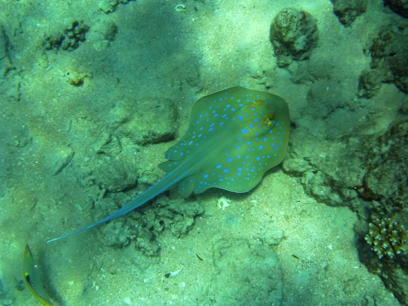underwater181.jpg