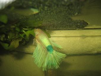 bettas086.jpg