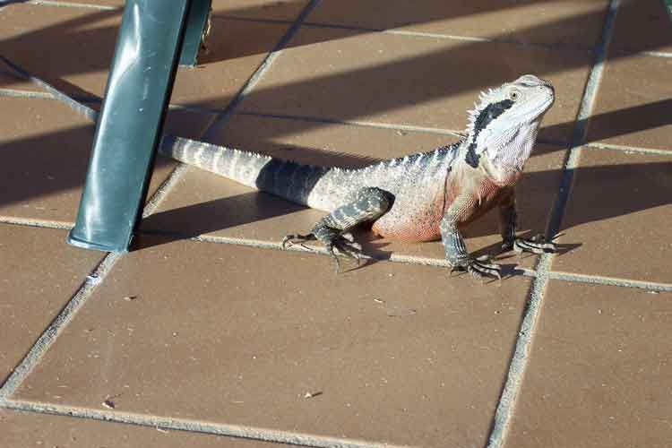 lizardweb.jpg