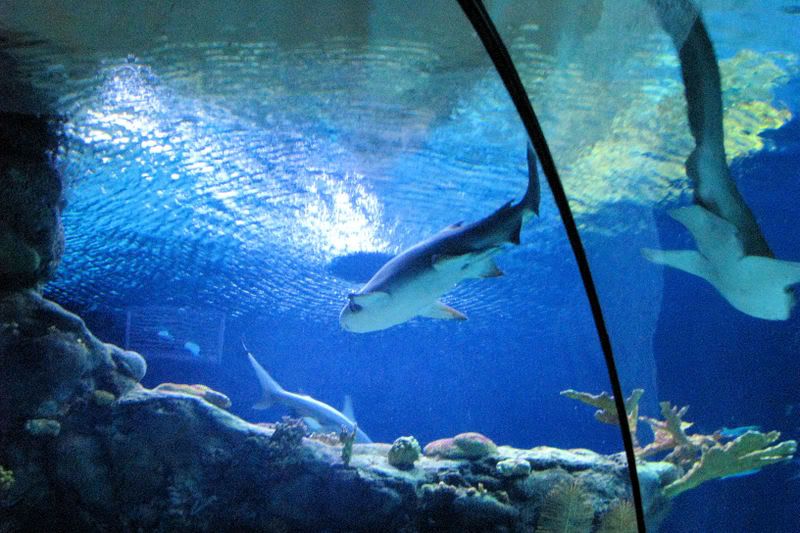 LargeAquarium13.jpg