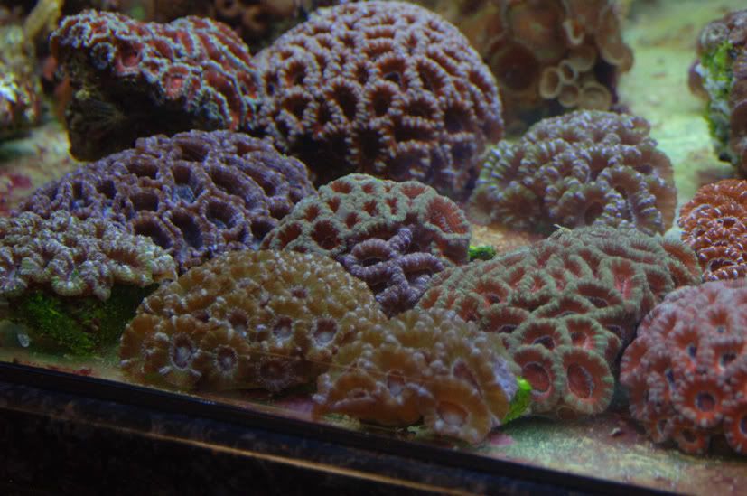 reef6.jpg