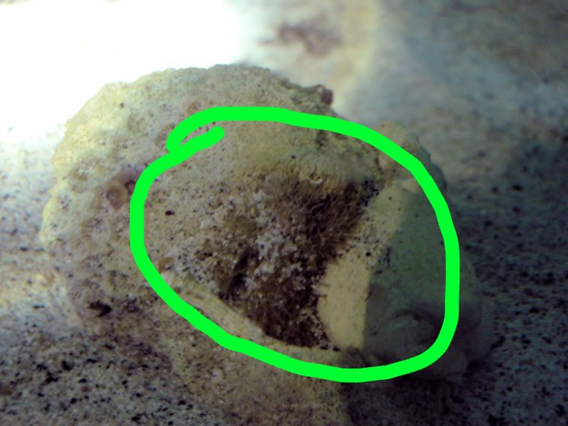 CrabFixUp.jpg