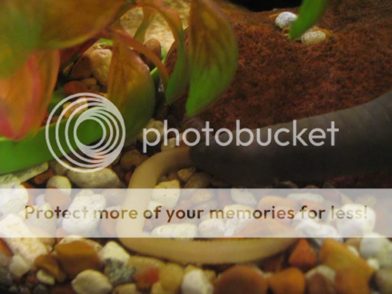 rubbers061.jpg