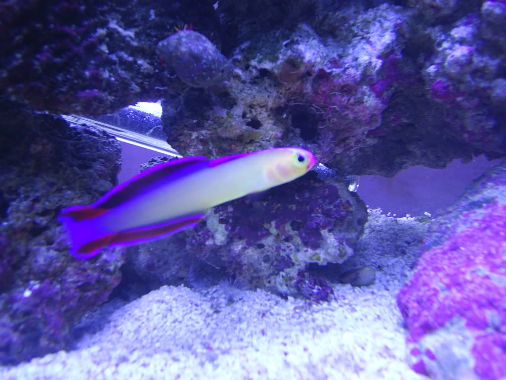 firefish6.jpg