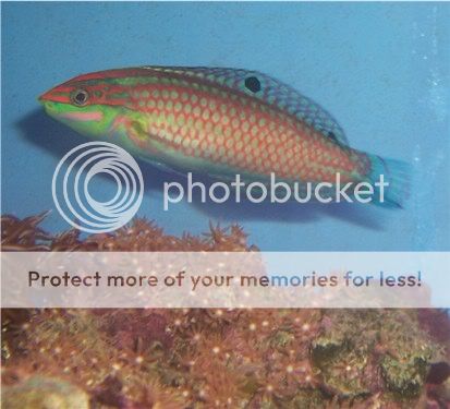 wrasse4060805.jpg