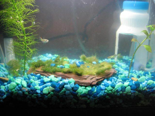 fish020.jpg