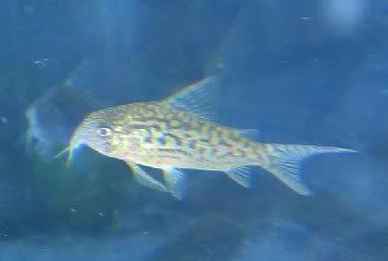 unidentifiedcory.jpg