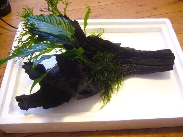 bogwood001.jpg
