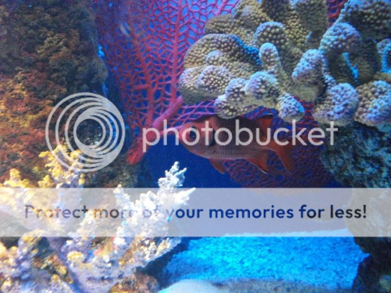 bluereef223.jpg