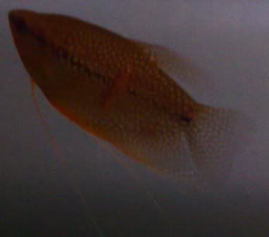 gourami2.jpg