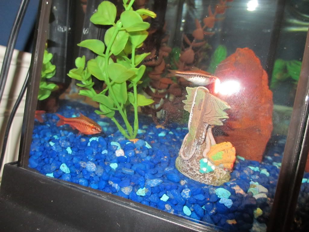 fishpics2006.jpg