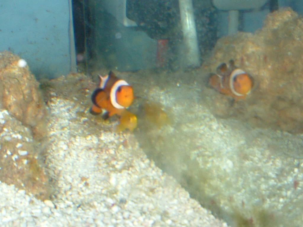 yellowcoralgobyandclwnfish3.jpg