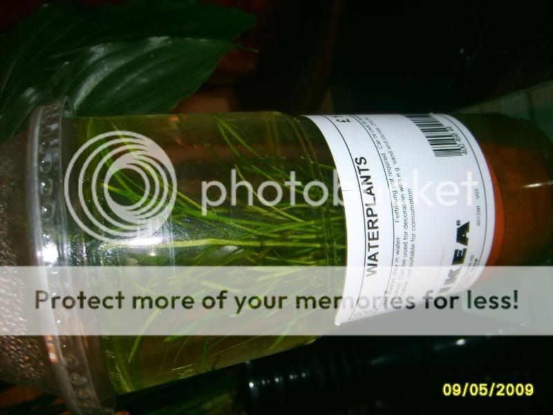 waterplants010.jpg